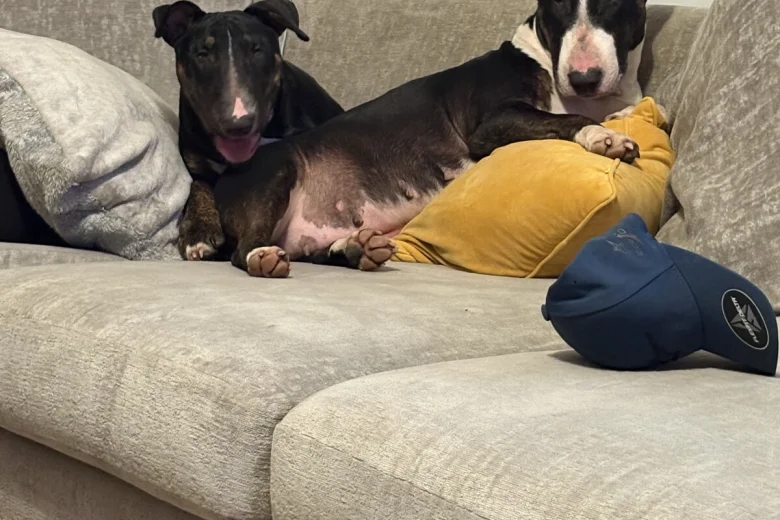 Bull Terrier