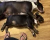 Bull Terrier