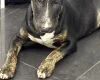 Bull Terrier