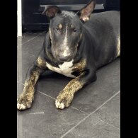 Bull Terrier