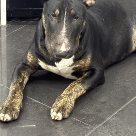 Bull Terrier
