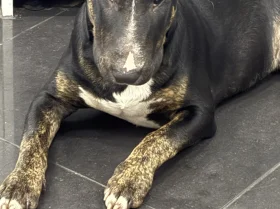 Bull Terrier