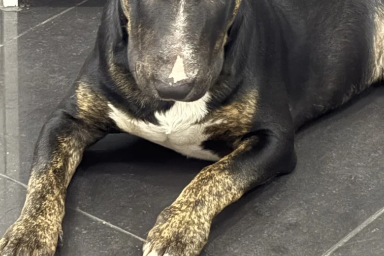 Bull Terrier