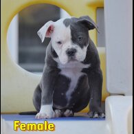 English Bulldog