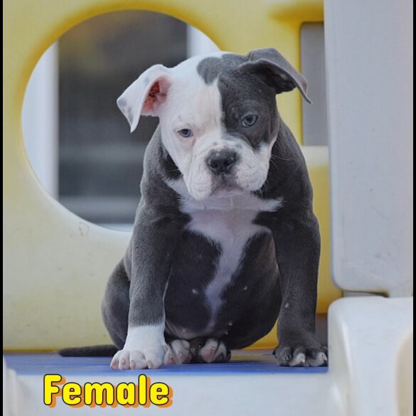 English Bulldog