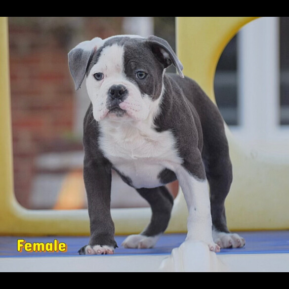 English Bulldog