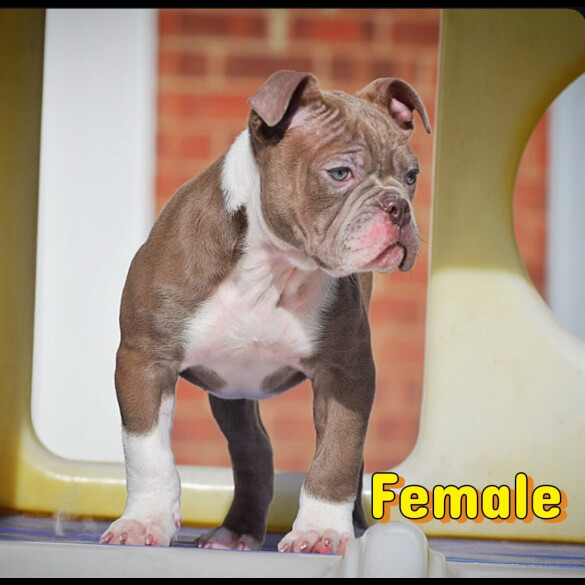 English Bulldog