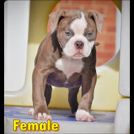 English Bulldog