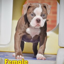 English Bulldog