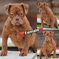 English Bulldog