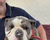 English Bulldog