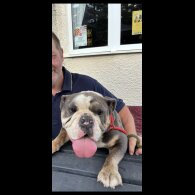 English Bulldog