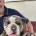 English Bulldog