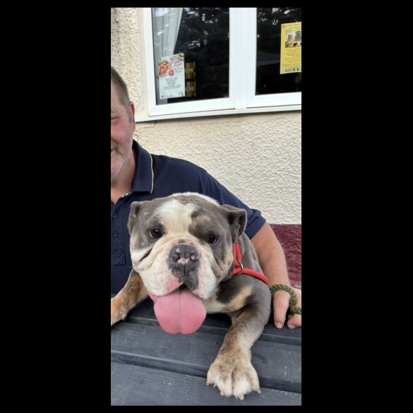 English Bulldog