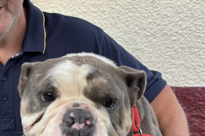English Bulldog