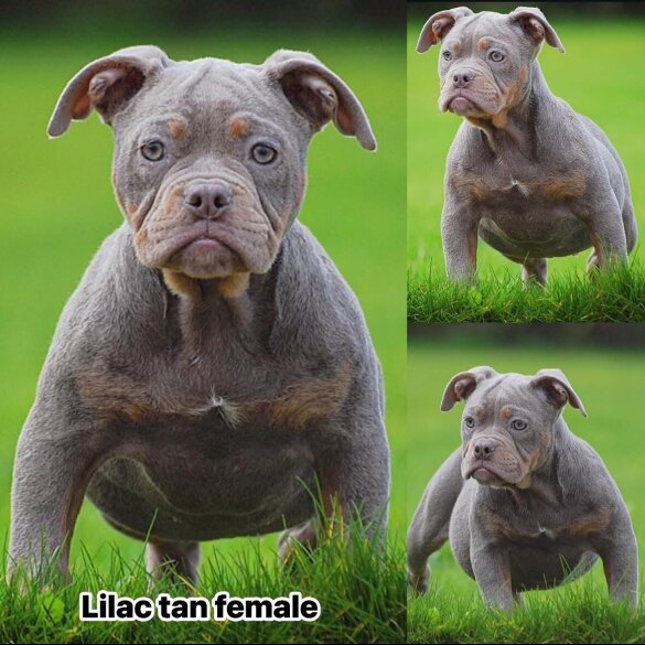 English Bulldog
