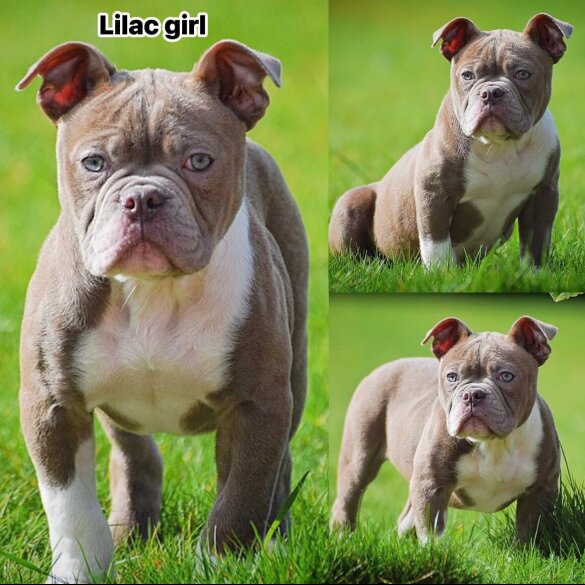 English Bulldog