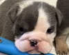 English Bulldog