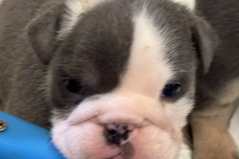 English Bulldog