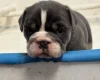 English Bulldog
