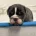 English Bulldog