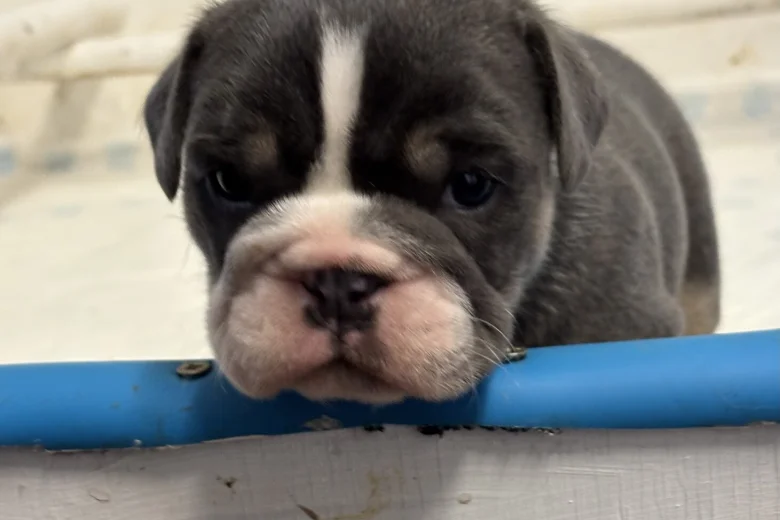 English Bulldog