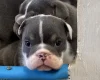English Bulldog