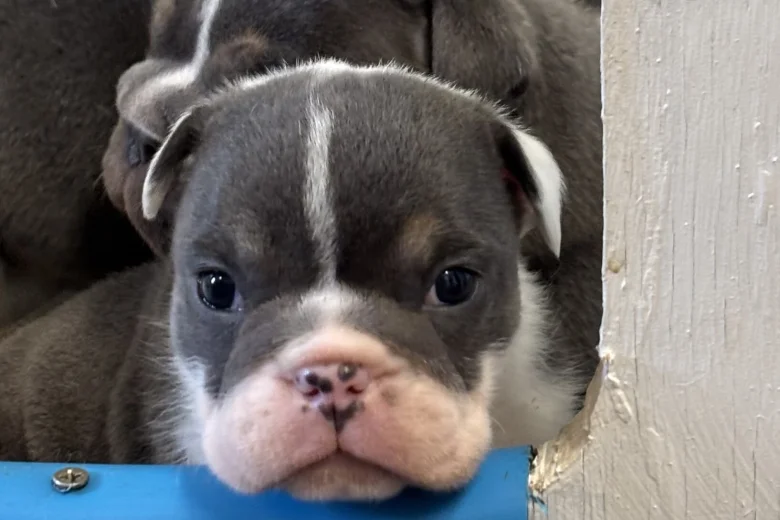 English Bulldog