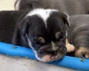 English Bulldog