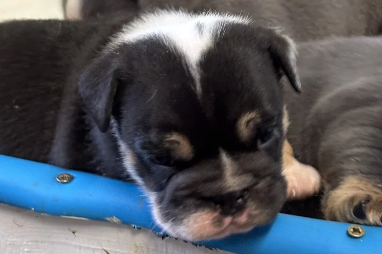 English Bulldog