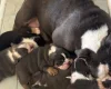 English Bulldog