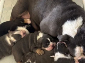English Bulldog