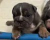 English Bulldog