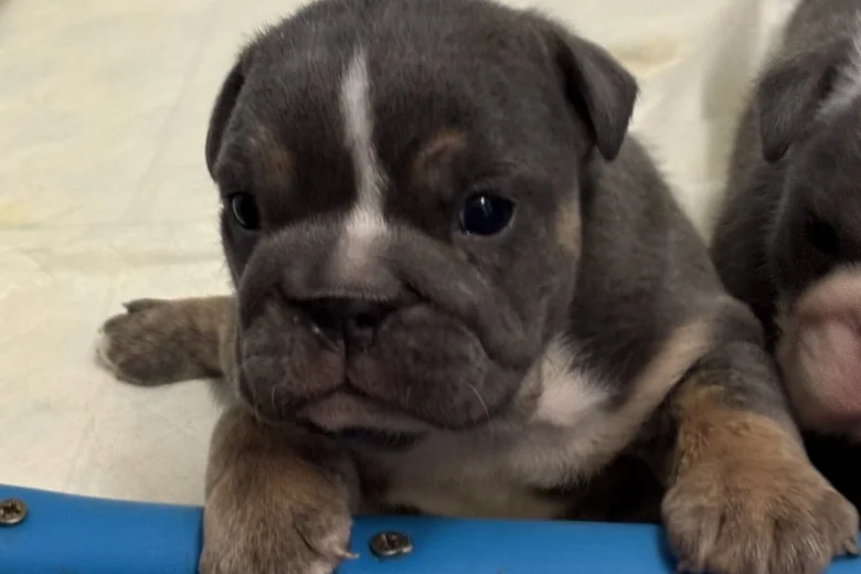 English Bulldog