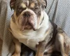 English Bulldog