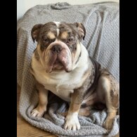 English Bulldog