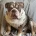 English Bulldog