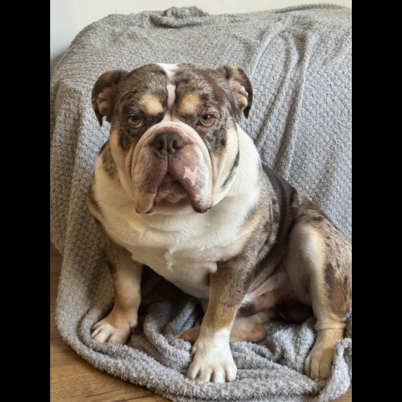 English Bulldog