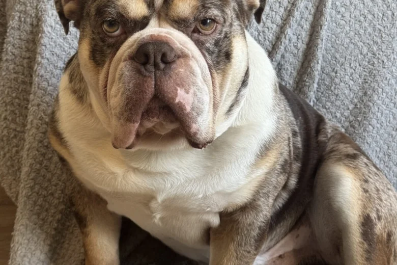English Bulldog