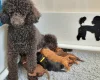 Miniature Poodle