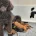 Miniature Poodle