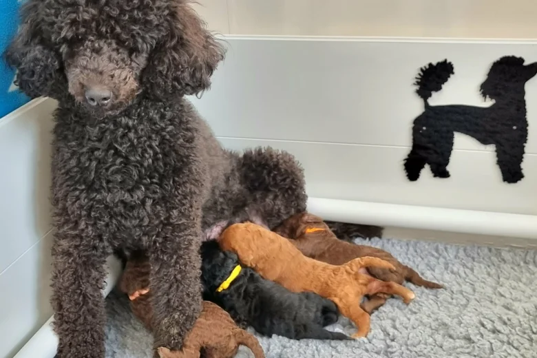 Miniature Poodle