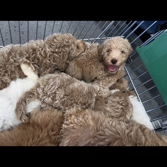 Goldendoodle