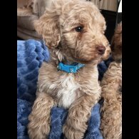 Goldendoodle