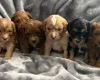 Cavapoo