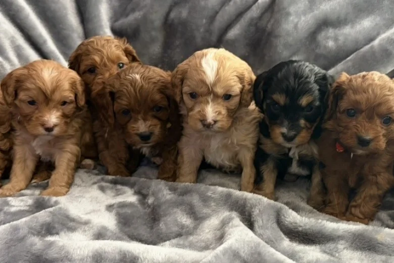 Cavapoo