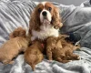 Cavapoo