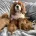 Cavapoo