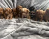 Cavapoo