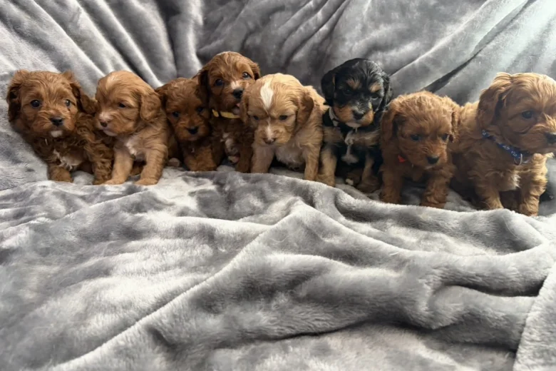 Cavapoo